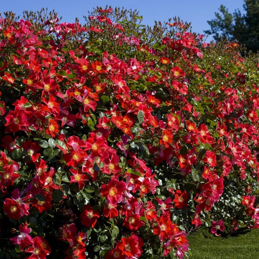 Rosier CANDIA ® MEILLANDECOR ® Meiboulka 5 Rosier CANDIA ® MEILLANDECOR ® Meiboulka – Image 3