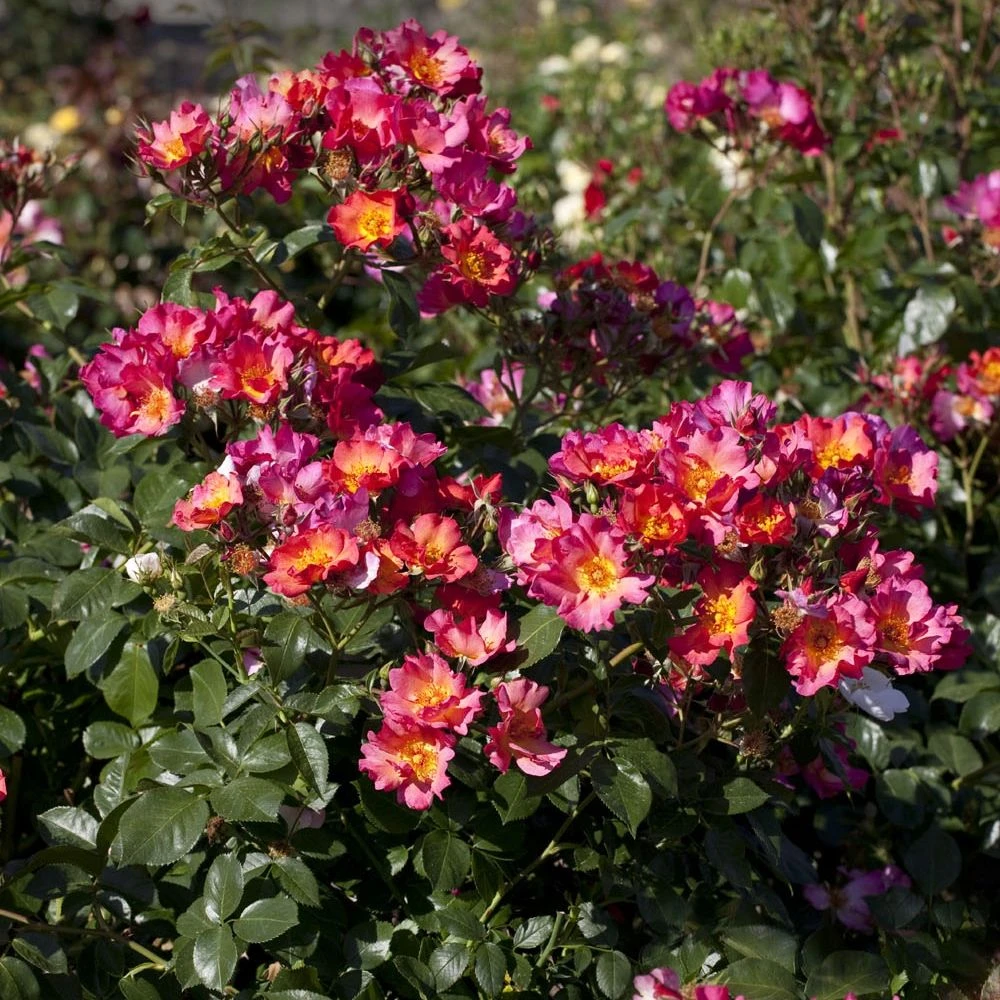 Rosier YANN ARTHUS-BERTRAND ® Meipelmel 4 Rosier YANN ARTHUS-BERTRAND ® Meipelmel – Image 2