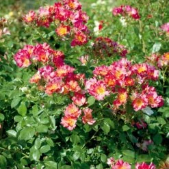 Rosier YANN ARTHUS-BERTRAND ® Meipelmel 14 Rosier YANN ARTHUS-BERTRAND ® Meipelmel -Meilland Richardier Soldes 1364 c rosier yann arthus bertrand meipelmel mi t1000