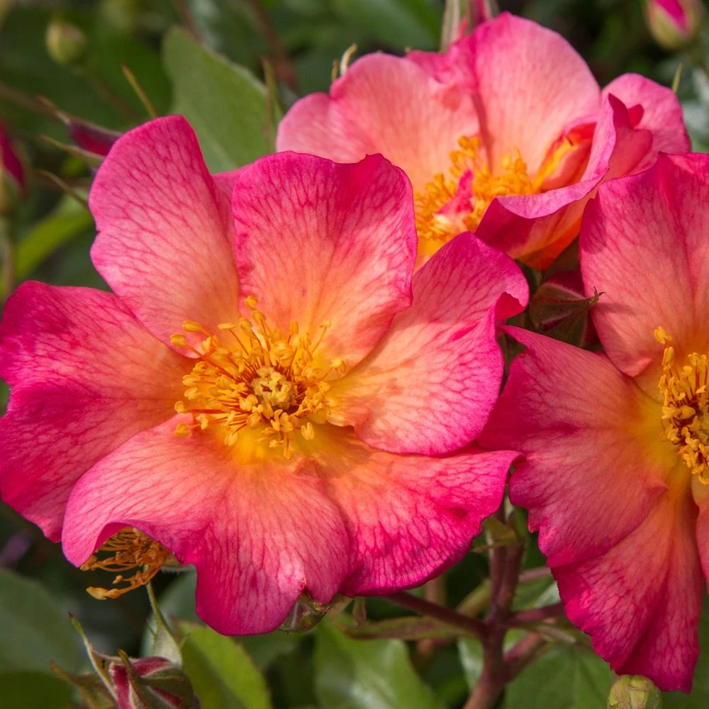 Rosier YANN ARTHUS-BERTRAND ® Meipelmel 5 Rosier YANN ARTHUS-BERTRAND ® Meipelmel – Image 3