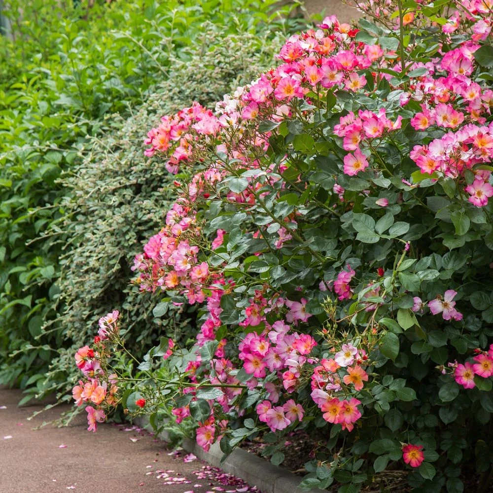 Rosier YANN ARTHUS-BERTRAND ® Meipelmel 9 Rosier YANN ARTHUS-BERTRAND ® Meipelmel – Image 7