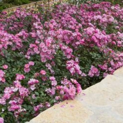 Rosier LOUIS BLERIOT ® Meibivers