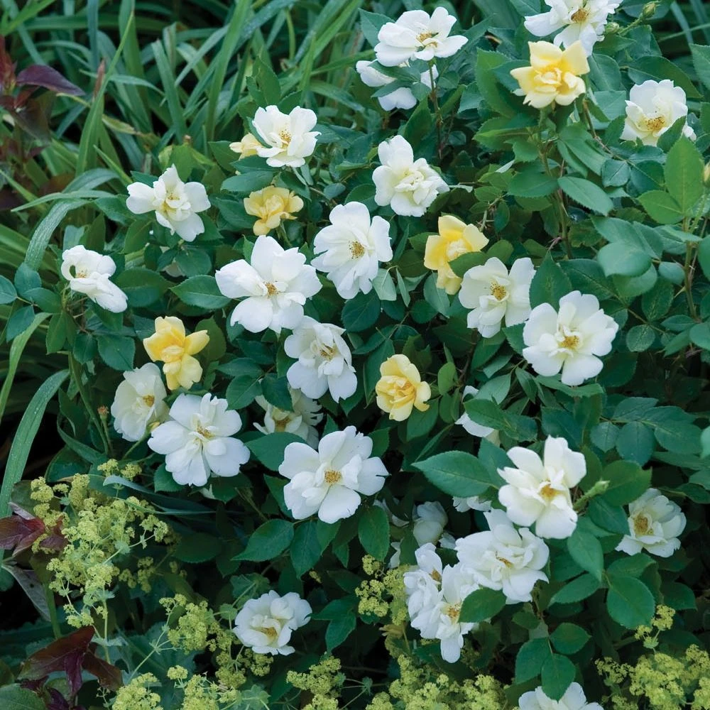 Rosier Sunny KNOCK OUT ® Radsunny 4 Rosier Sunny KNOCK OUT ® Radsunny – Image 2