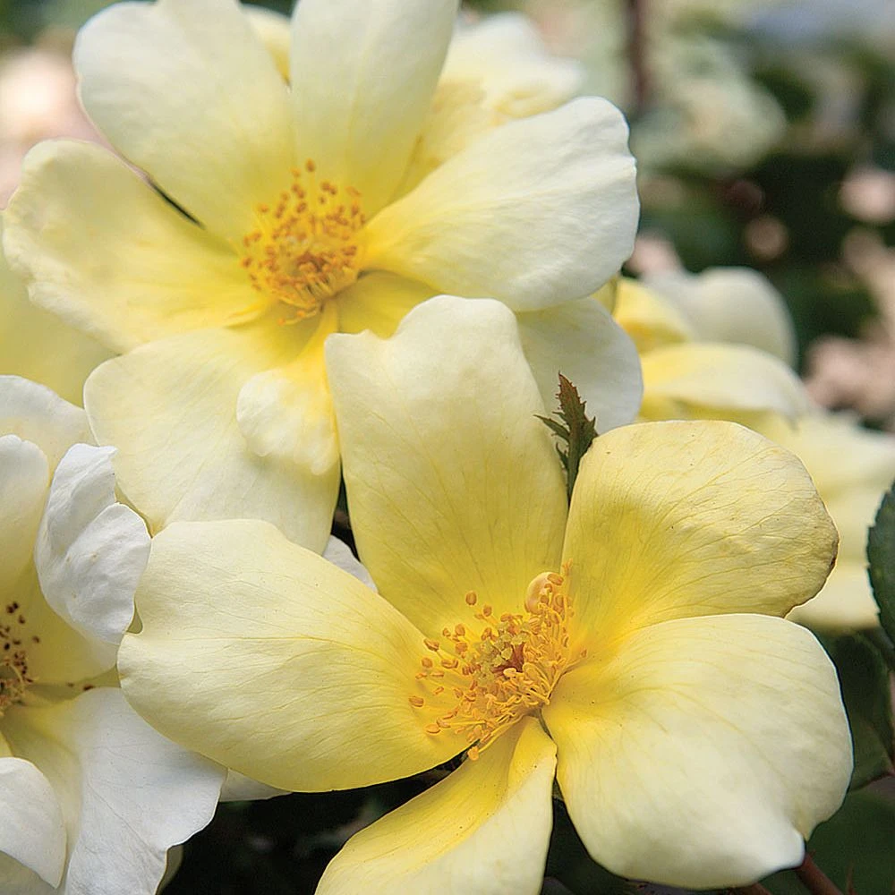 Rosier Demi-tige Sunny KNOCK OUT ® Radsunny 3 Rosier Demi-tige Sunny KNOCK OUT ® Radsunny