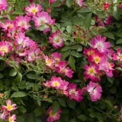 Rosier Demi-tige Semi-retombant Pink DRIFT ® Meijocos 6 Rosier Demi-tige Semi-retombant Pink DRIFT ® Meijocos -Meilland Richardier Soldes 1375e rosier pink drift mei