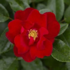 Rosier MOULIN ROUGE ® Meitraligh