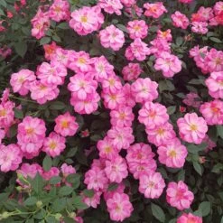 Rosier Jolie PROVENCE ® Meilegase -Meilland Richardier Soldes 1628 sc jolie provence r 1 3 1000