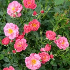 Rosier Jolie PROVENCE ® Meilegase -Meilland Richardier Soldes 1628 sc jolie provence r 2 1 1000