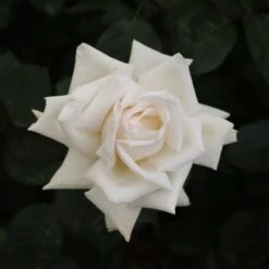 Rosier ANGGUN ® Meibokir 8 Rosier ANGGUN ® Meibokir -Meilland Richardier Soldes 1635 3910 meibokir anggun 14 t1000