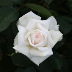 Rosier ANGGUN ® Meibokir 9 Rosier ANGGUN ® Meibokir -Meilland Richardier Soldes 1635 3910 meibokir anggun 15 t1000