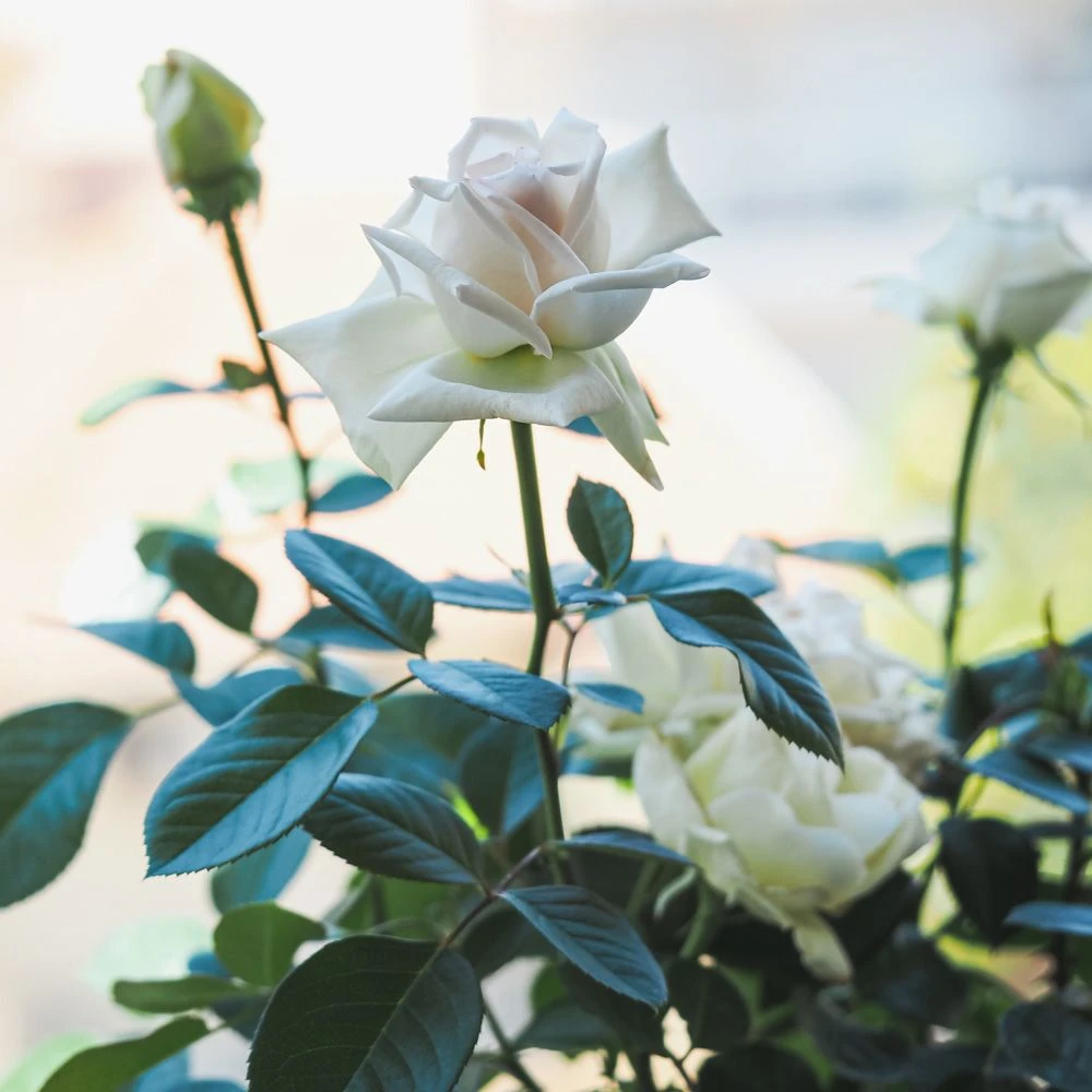 Rosier ANGGUN ® Meibokir 4 Rosier ANGGUN ® Meibokir – Image 2