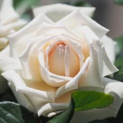 Meilland Richardier Soldes 25 Rosier ANGGUN ® Meibokir