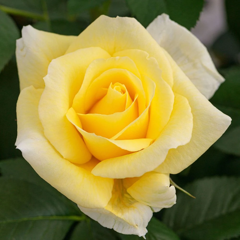 Rosier RUSTICA ® III Meilaocil 4 Rosier RUSTICA ® III Meilaocil – Image 2