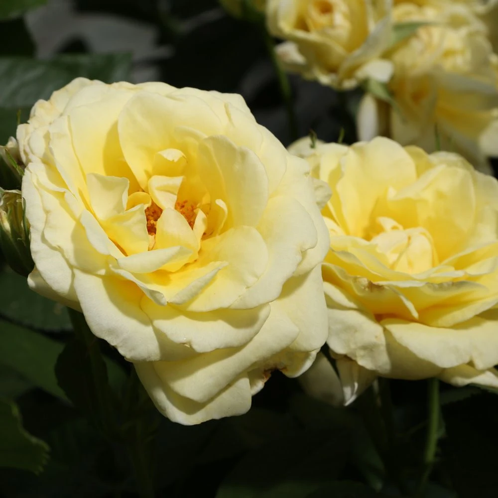 Rosier RUSTICA ® III Meilaocil 6 Rosier RUSTICA ® III Meilaocil – Image 4