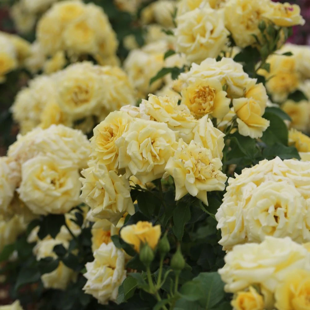 Rosier RUSTICA ® III Meilaocil 5 Rosier RUSTICA ® III Meilaocil – Image 3