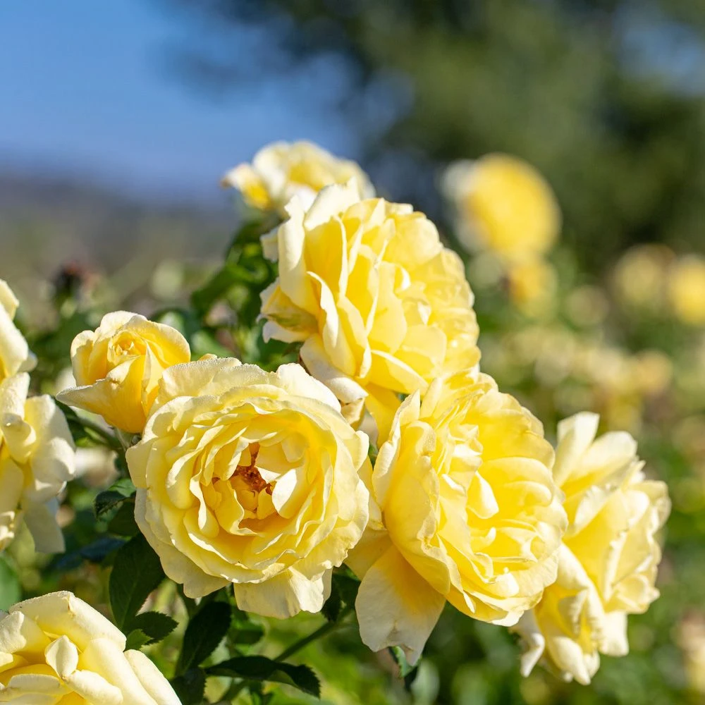 Rosier RUSTICA ® III Meilaocil 3 Rosier RUSTICA ® III Meilaocil