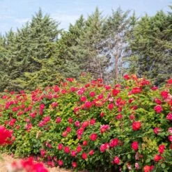 Rosier Grimpant CHERRY EXPLOSION ® Baisikomik -Meilland Richardier Soldes 1642 3913 baisikomik cherry explosion 5 t1000 1