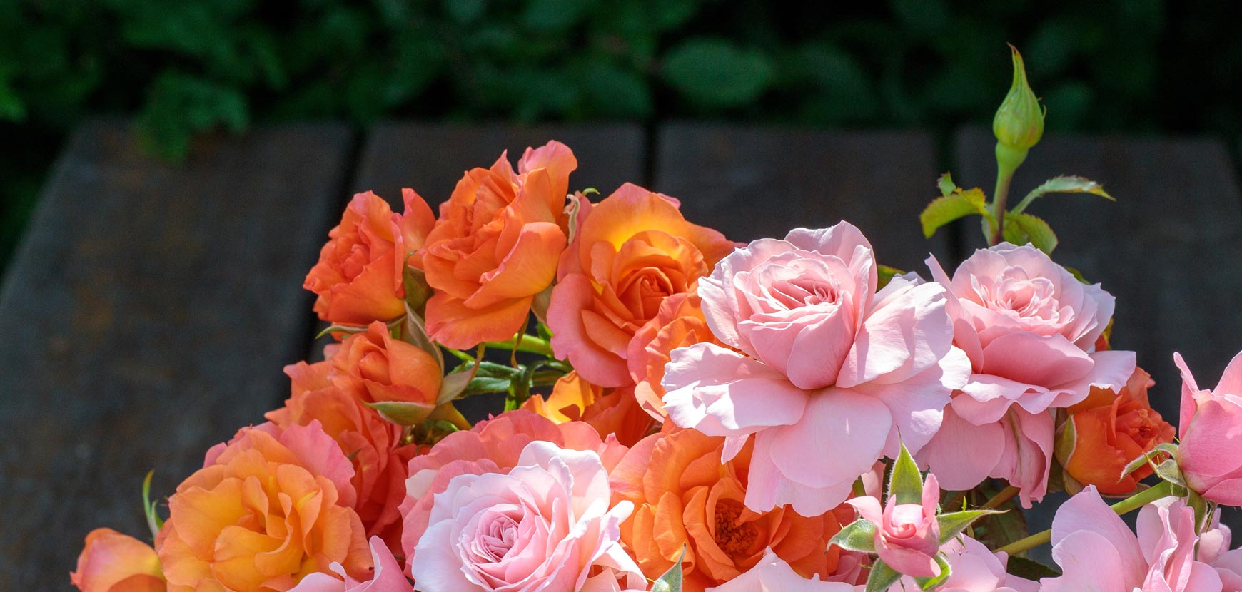 Meilland Richardier Soldes -Meilland Richardier Soldes 2 TYPE 1