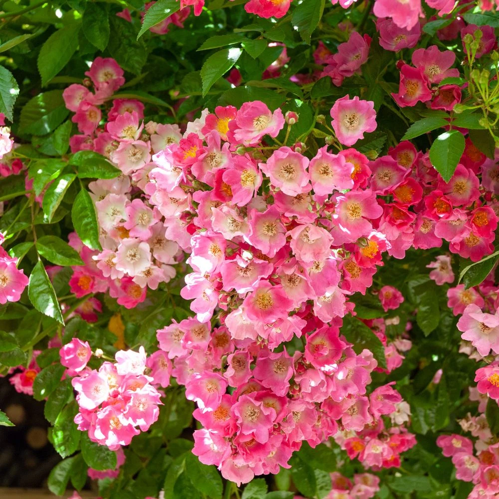 Rosier Grimpant Liane Maria Lisa 4 Rosier Grimpant Liane Maria Lisa – Image 2