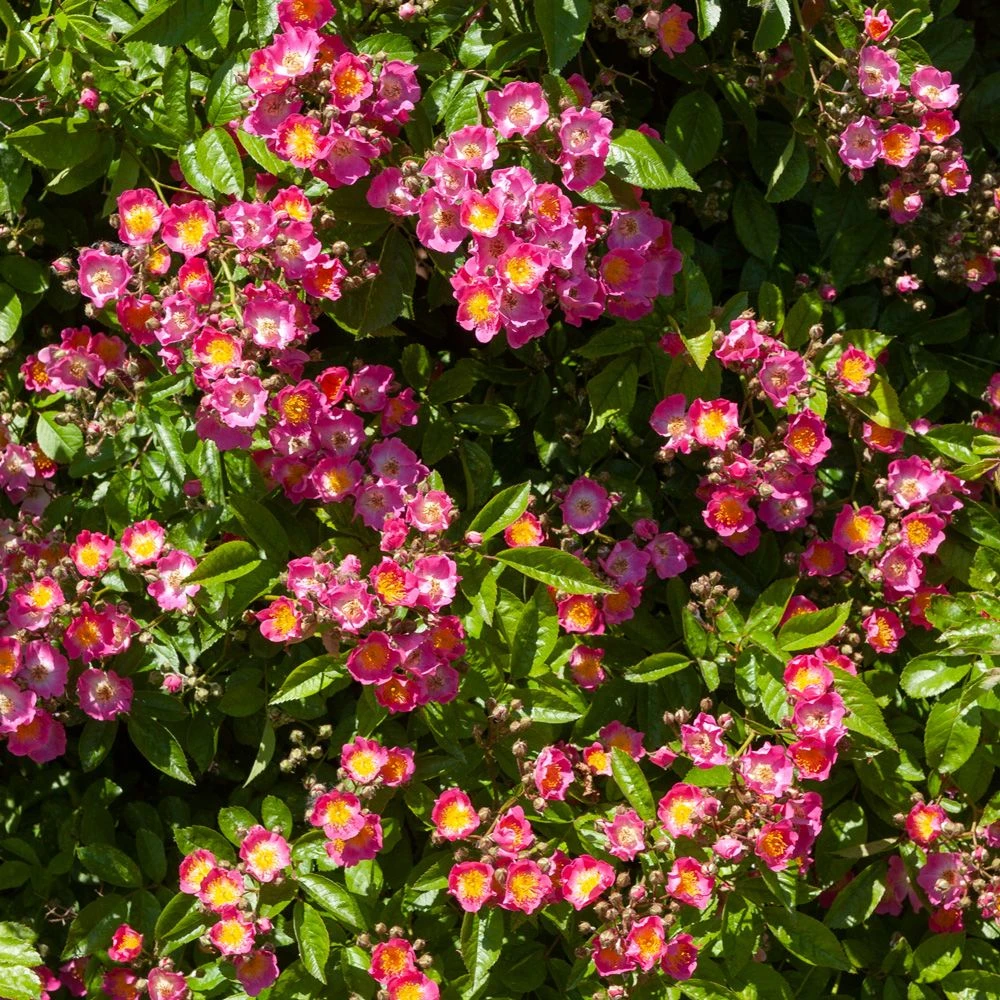 Rosier Grimpant Liane Maria Lisa 3 Rosier Grimpant Liane Maria Lisa