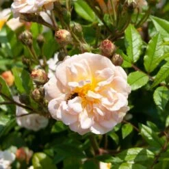 Rosier Grimpant Liane Ghislaine De Féligonde 6 Rosier Grimpant Liane Ghislaine De Féligonde -Meilland Richardier Soldes 2014 liane ghislaine de f ligonde sdu080231 1000