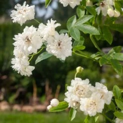 Rosier Grimpant Liane Banks Purezza