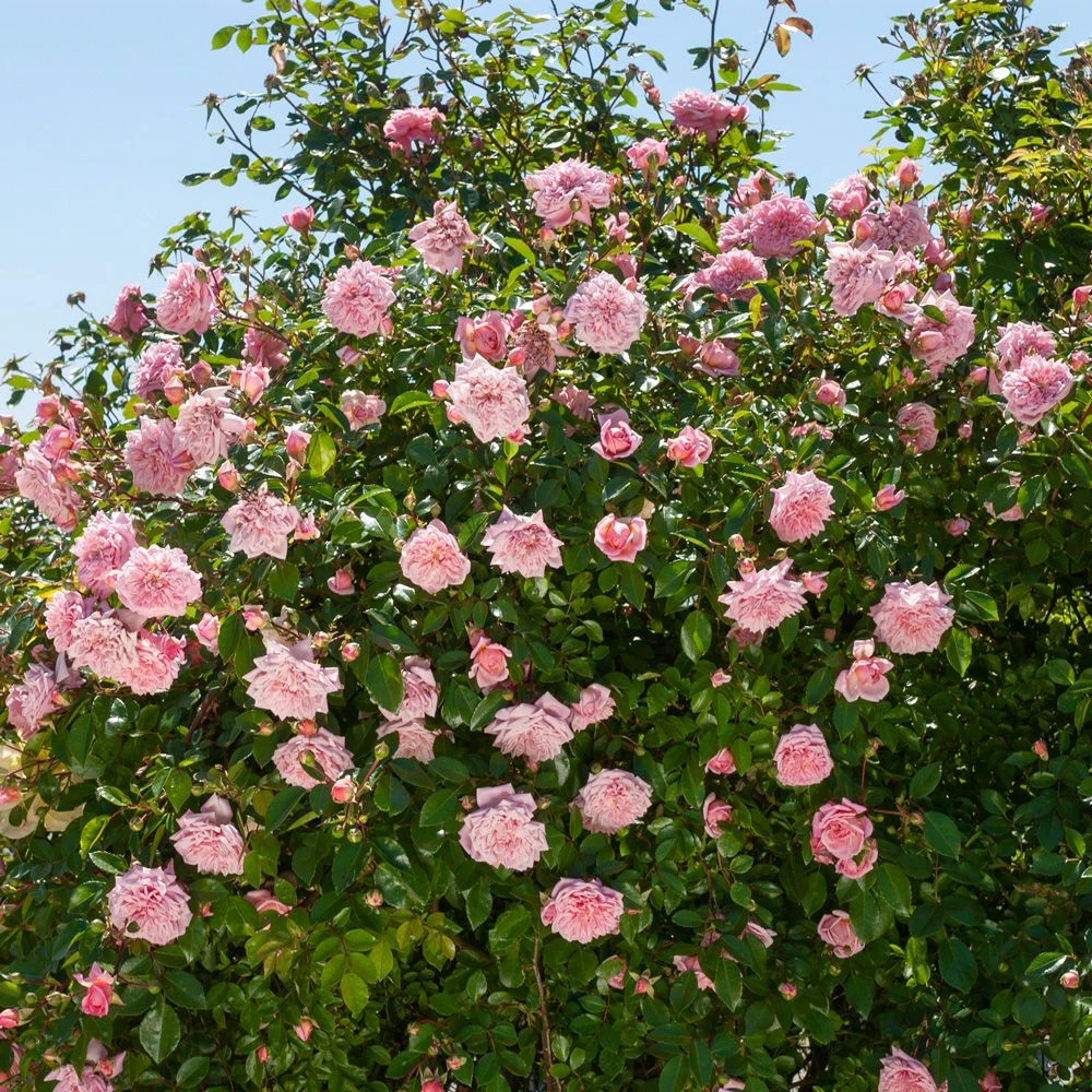 Rosier Grimpant Liane Paul Transon 3 Rosier Grimpant Liane Paul Transon