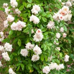 Rosier Grimpant Liane Cécile Brunner