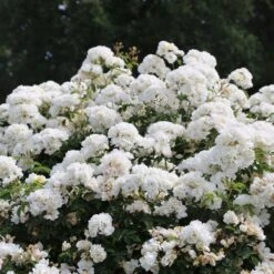 Rosier LA GRANDE MOTTE Meimeigea -Meilland Richardier Soldes 2276 la grande motte meimeigea 05.22 2 1000