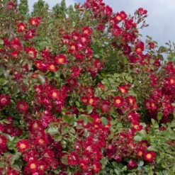 Rosier Rouge MEILLANDECOR ® Meineble 6 Rosier Rouge MEILLANDECOR ® Meineble -Meilland Richardier Soldes 2414 rosier rouge meillandecor meineble t1000