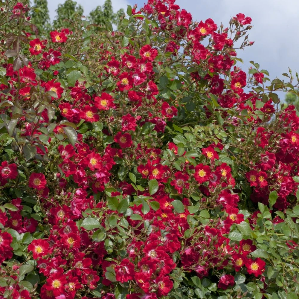 Rosier Rouge MEILLANDECOR ® Meineble 4 Rosier Rouge MEILLANDECOR ® Meineble – Image 2