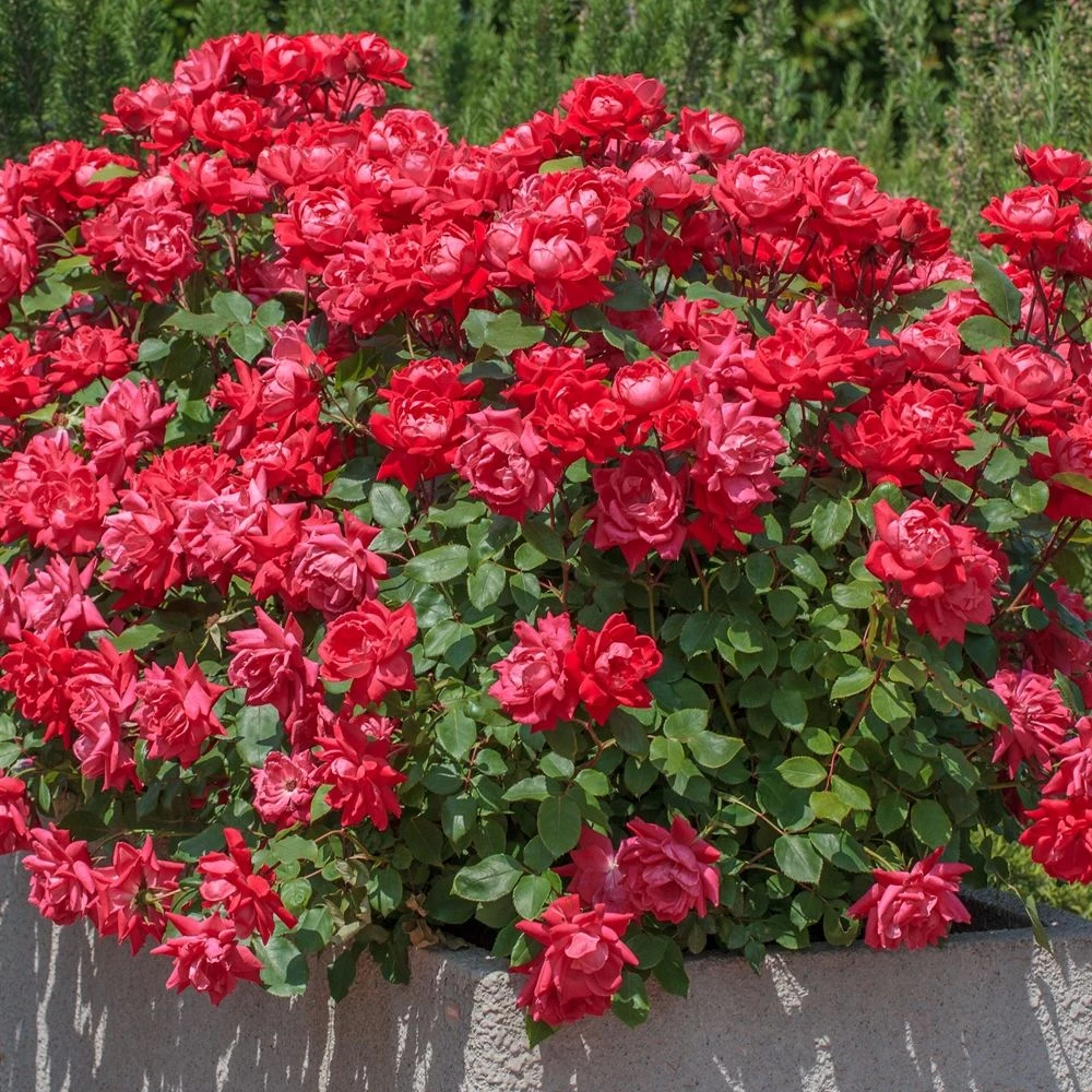 Rosier Double KNOCK OUT ® Radtko 3 Rosier Double KNOCK OUT ® Radtko