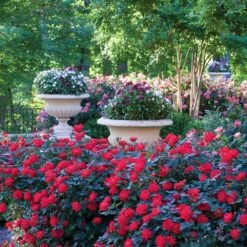 Rosier Double KNOCK OUT ® Radtko 8 Rosier Double KNOCK OUT ® Radtko -Meilland Richardier Soldes 2471a rosier double knock out radtko t1000