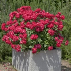 Rosier Double KNOCK OUT ® Radtko 7 Rosier Double KNOCK OUT ® Radtko -Meilland Richardier Soldes 2471b rosier double knock out radtko t1000