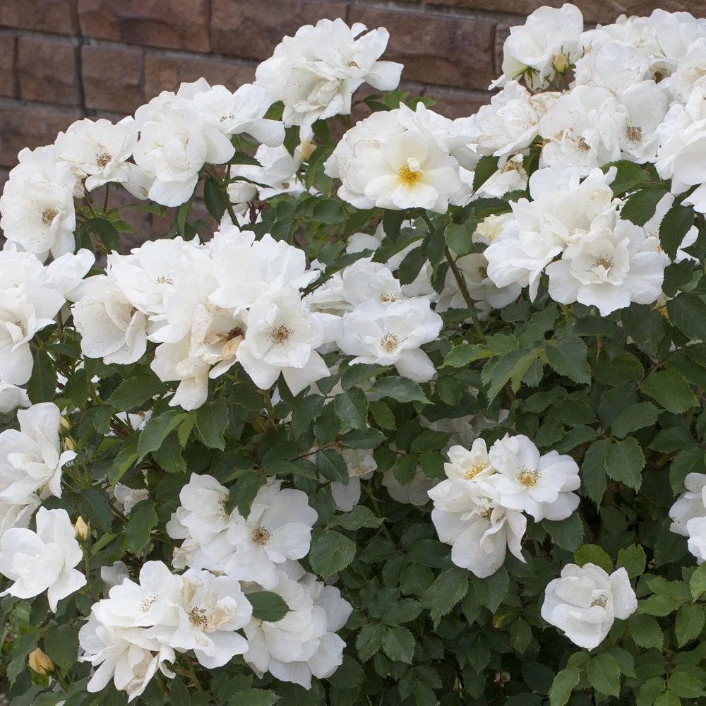 Rosier White KNOCK OUT ® Radwhite 4 Rosier White KNOCK OUT ® Radwhite – Image 2