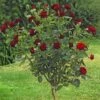 Rosier Tige Black BACCARA ® Meidebenne -Meilland Richardier Soldes 2714 3940 rosier tige black baccara meidebenne mi t1000