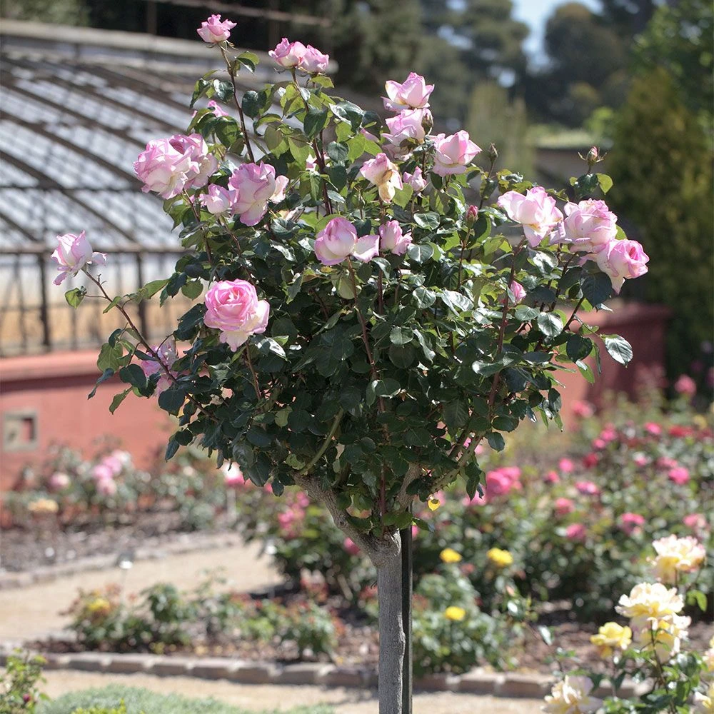 Rosier Tige PRINCESSE DE MONACO ® Meimagarmic 3 Rosier Tige PRINCESSE DE MONACO ® Meimagarmic