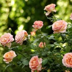 Rosier Tige ELLE ® Meibderos -Meilland Richardier Soldes 2723 3945b rosier tige elle meibderos mi t1000