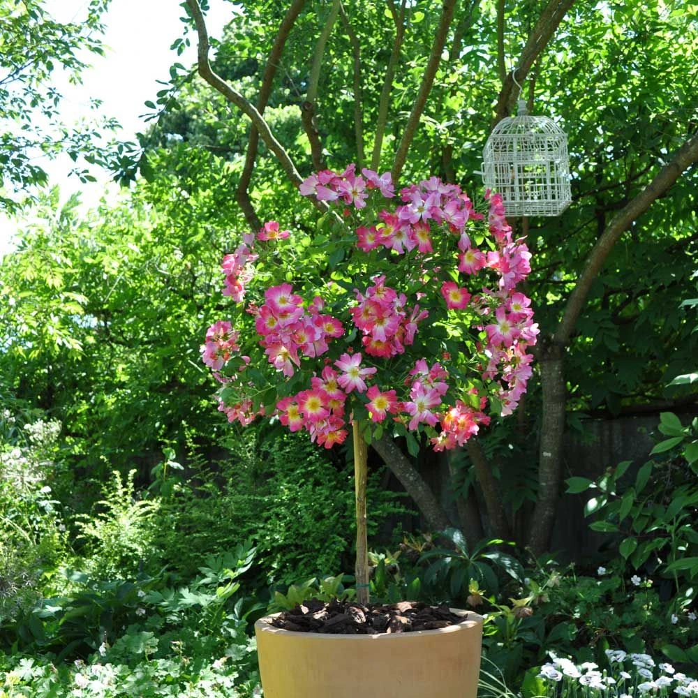 Rosier Demi-tige Semi-retombant Pink DRIFT ® Meijocos 3 Rosier Demi-tige Semi-retombant Pink DRIFT ® Meijocos