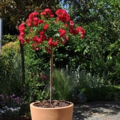 Rosier Demi-tige Semi-retombant Red DRIFT ® Meigalpio