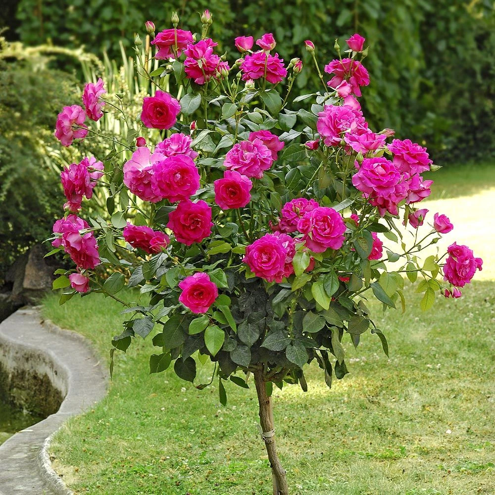 Rosier Demi-tige MANOU MEILLAND ® Meitulimon 3 Rosier Demi-tige MANOU MEILLAND ® Meitulimon