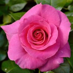 Rosier Demi-tige MANOU MEILLAND ® Meitulimon 5 Rosier Demi-tige MANOU MEILLAND ® Meitulimon -Meilland Richardier Soldes 2767 3973a rosier demi tige manou meilland meitulimon mi t1000