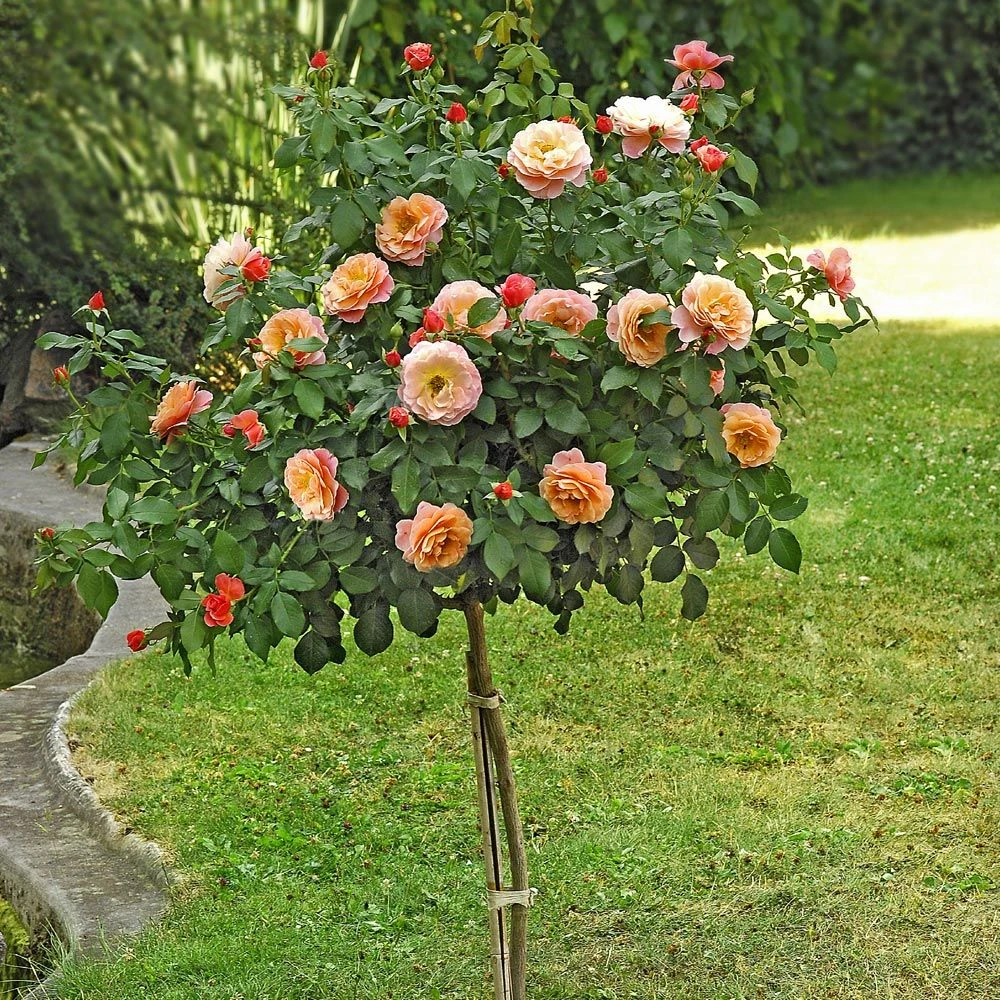 Rosier Demi-tige MARIE CURIE ® Meilomit 3 Rosier Demi-tige MARIE CURIE ® Meilomit