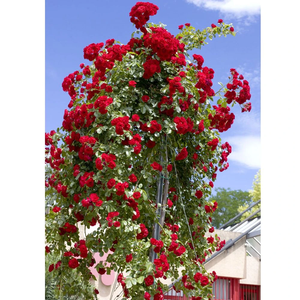 Rosier Pleureur Scarlet MEILLANDECOR ® Meikrotal 4 Rosier Pleureur Scarlet MEILLANDECOR ® Meikrotal – Image 2