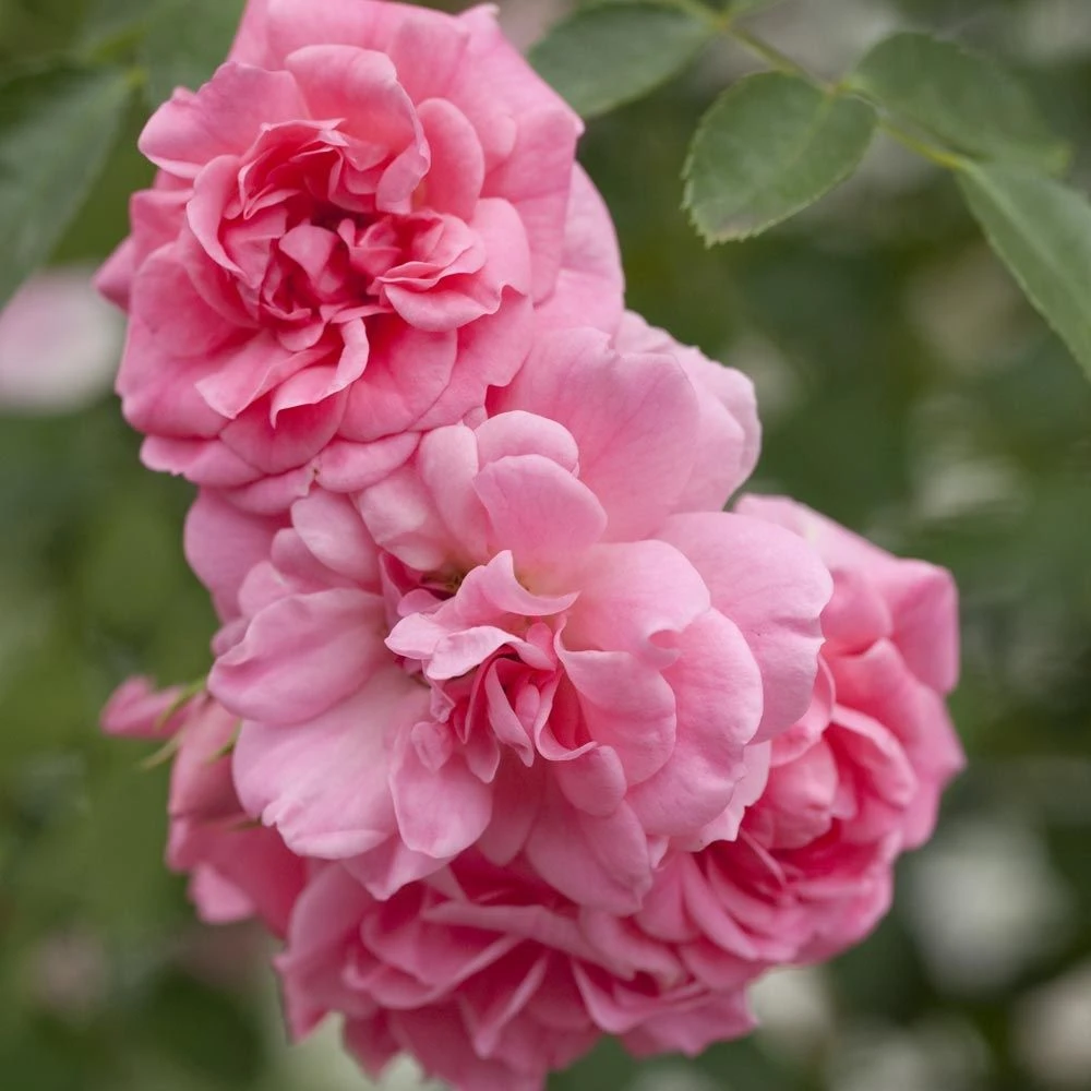 Rosier Pleureur SCHUSS ® Meiliaxi 4 Rosier Pleureur SCHUSS ® Meiliaxi – Image 2