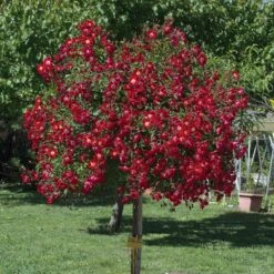 Rosier Pleureur Rouge MEILLANDECOR ® Meineble