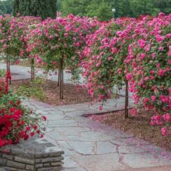 Rosier Pleureur Magic MEILLANDECOR ® Meibonrib 10 Rosier Pleureur Magic MEILLANDECOR ® Meibonrib -Meilland Richardier Soldes 2837 3902a rosier pleureur magic meillandecor meibonrib hd mi t1000