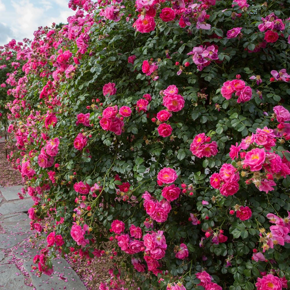 Rosier Pleureur Magic MEILLANDECOR ® Meibonrib 5 Rosier Pleureur Magic MEILLANDECOR ® Meibonrib – Image 3