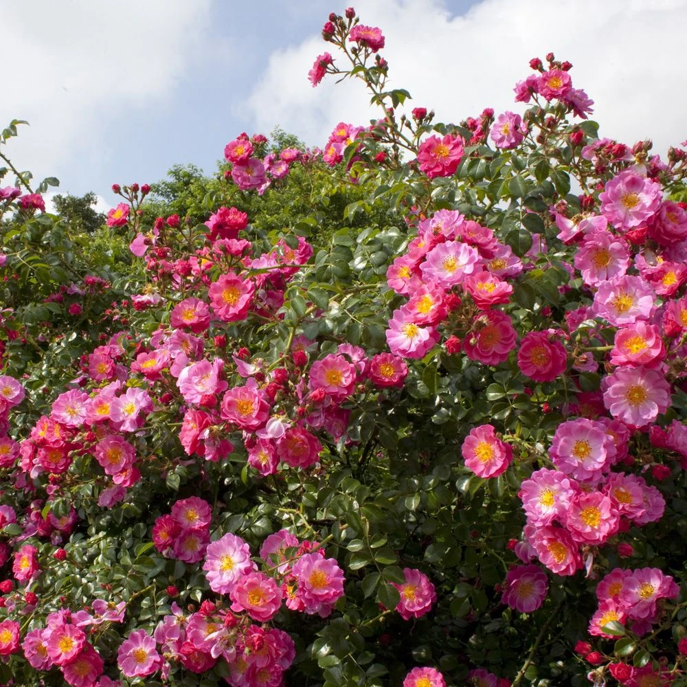 Rosier Pleureur Magic MEILLANDECOR ® Meibonrib 4 Rosier Pleureur Magic MEILLANDECOR ® Meibonrib – Image 2