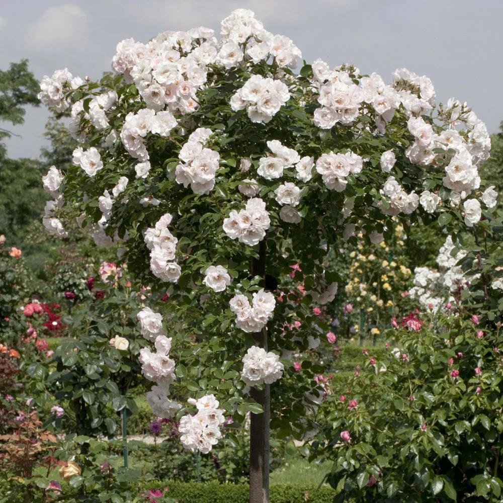 Rosier Pleureur Ice MEILLANDECOR ® Meivahyn 4 Rosier Pleureur Ice MEILLANDECOR ® Meivahyn – Image 2